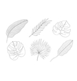 set of leaves different species palm trees vector image