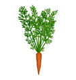 carrot flat vector image vector image