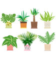 set of colorful houseplants in pots vector image