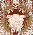 cranio ox vector image vector image