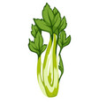 cilantro or parsley herb with stem aromatic vector image