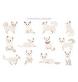 chihuahua dogs in different poses adult and puppy vector image vector image