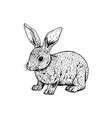 hand drawn rabbit black white sketch vector image