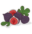 isolate ripe figs or fig fruits vector image