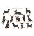 chihuahua dogs in different poses adult and puppy vector image vector image