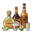 alcoholic drinks detailed element colorful vector image vector image