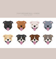 pit bull type dogs staffordshire terrier vector image