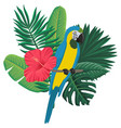 drawing bird blue-and-yellow macaw vector image vector image