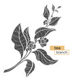 tea branch silhouette vector image