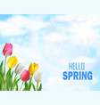 tulips flowers beautiful spring vector image