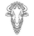 a buffalo head design on white vector image