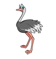 cartoon ostrich vector image vector image