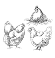 chicken sketches vector image
