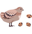 quail bird with eggs hatching avian animal vector image