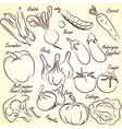 Vegetables sketch Royalty Free Vector Image - VectorStock