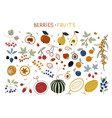 autumn harvest with garden fruits and berries vector image vector image