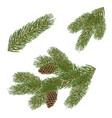 christmas tree branches vector image