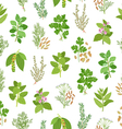 herbs and spices seamless pattern vector image