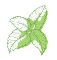 mint icon fragrant melissa green herbal symbol vector image vector image