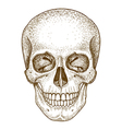 engraving skull vector image