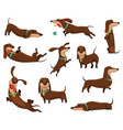 group dogs dachshund cute funny characters vector image vector image