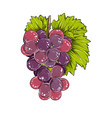 hand drawn sketch of grapes in color isolated vector image vector image