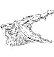 a large crocodile with an open mouth attacks vector image vector image