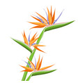 strelitzia orange tropical flower isolated vector image