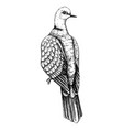 collared dove sketch hand drawn wildlife vector image