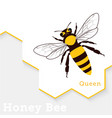 honey bee isolated on white vector image