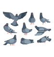 cartoon dove funny pigeon characters flying vector image
