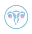 isolated of uterus vector image