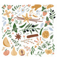 medicinal herbs and their flowers plants icons vector image