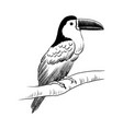 drawing bird toucan vector image