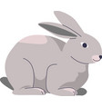 small rabbit or hare cute bunny breeding farm vector image vector image