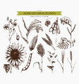 hand drawn agricultural plants sketches vector image