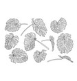 set monstera leaves line art design hand vector image vector image