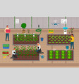 growers using modern technologies for growing eco vector image