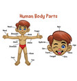 model cartoon white boy with body parts name vector image vector image