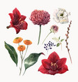 watercolor floral set vector image