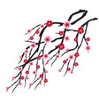 cherry blossom for chinese new year and mid vector image