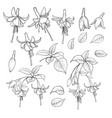 fuchsia isolated on white background set vector image vector image