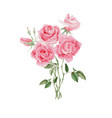 watercolor pink rose flower bouquet vector image vector image