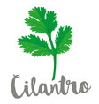 coriander or cilantro leaf vector image vector image