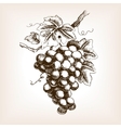 bunch of grapes hand drawn sketch style vector image