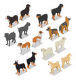 isometric dog breeds with rottweiler retriever vector image