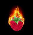 burning raspberry vector image