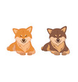 shiba inu dogs vector image vector image