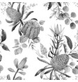 watercolor australian banksia pattern vector image vector image