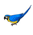 drawing bird ara parrot vector image vector image